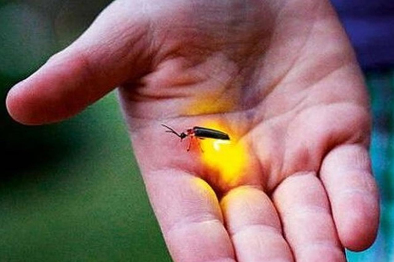 Bangkok to DuBua Café & Amphawa Private Day Trip