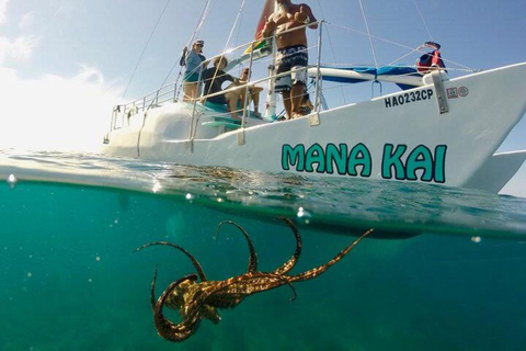 Waikiki: Excursão de mergulho com snorkel com tartarugas marinhas