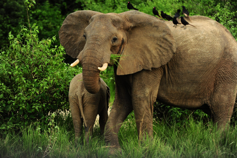 Kampala: 2-Day Murchison Falls Safari with Rhino Trek