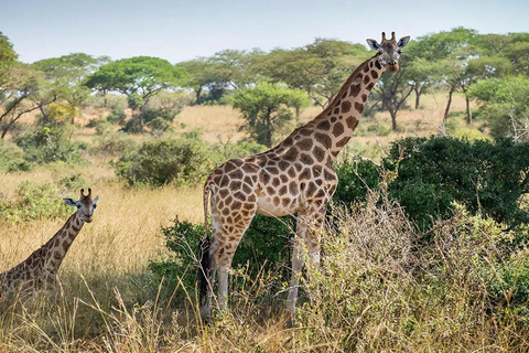 Città del Capo: degustazione di vini, casa delle giraffe e incontro con il ghepardo