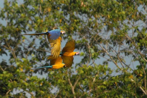 Puerto Maldonado: Chuncho Macaw LerslickningsrundaPuerto Maldonado: Chuncho Macaw lerslickningsrunda