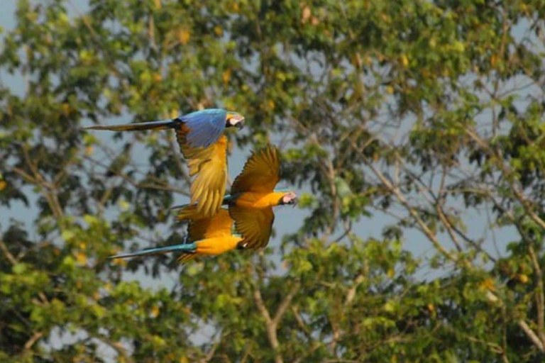 Puerto Maldonado: Chuncho Macaw LerslickningsrundaPuerto Maldonado: Chuncho Macaw lerslickningsrunda