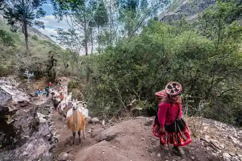 From Cusco: Walk with alpacas and llamas & Picnic |Private|