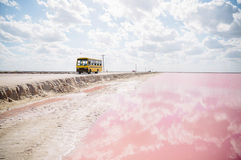 Rio Lagartos et Las Coloradas : EcoSafari Flamingo DeluxRio Lagartos et Las Coloradas : EcoSafari Flamingo Deluxe