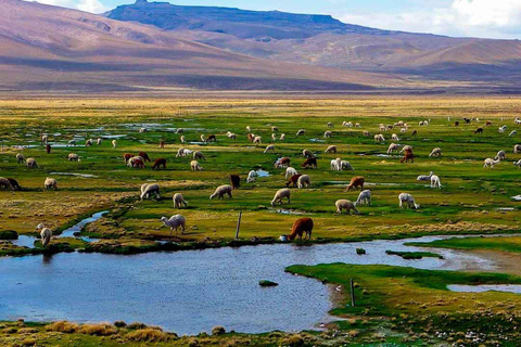 Desde Arequipa: Excursión a la Laguna de Salinas || Día Completo |