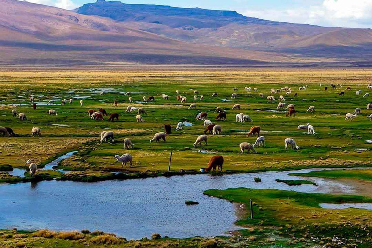 Vanuit Arequipa: Excursie naar de Lagune van Salinas | Hele Dag |