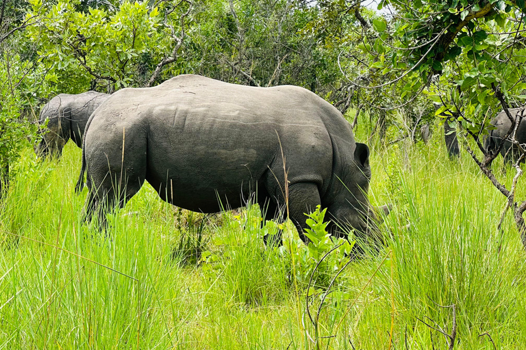乌干达：3 天默奇森瀑布野生动物园之旅，追踪犀牛乌干达：3 日默奇森瀑布野生动物园之旅，追踪犀牛
