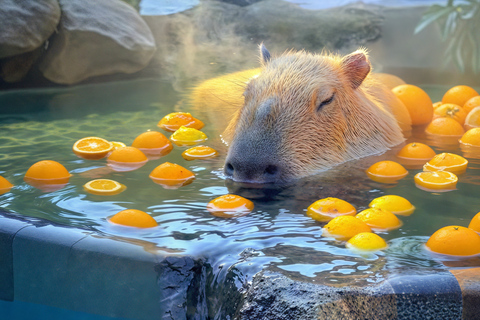 Tokio: Izu-schiereiland Trein Mt Omuro, Capibara-sightseeingtripGroepstour met 07:20 uur Meetup op het station van Tokio