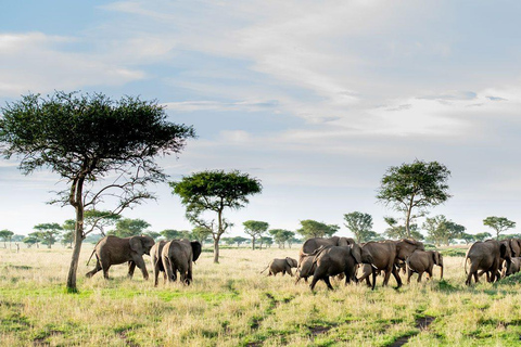 Arusha: Safari de 4 dias no Serengeti e na Cratera de Ngorongoro