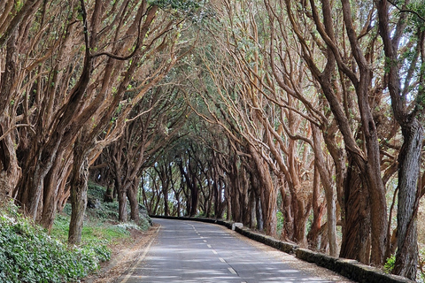 Terceira Island: Full Day North Coast Tour Terceira Island: Full-Day North Coast Tour