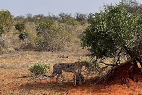 Mombasa: 3-Day Tsavo East/West & Kilimanjaro Views Safari