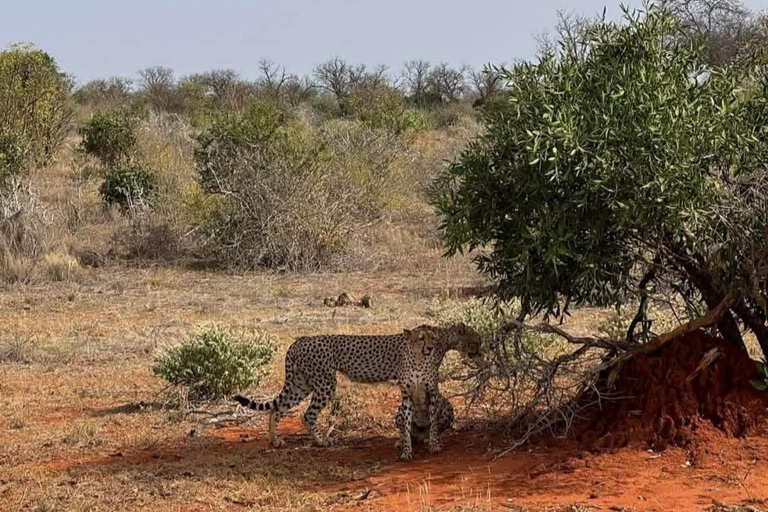 Mombasa: 3-Day Tsavo East/West & Kilimanjaro Views Safari