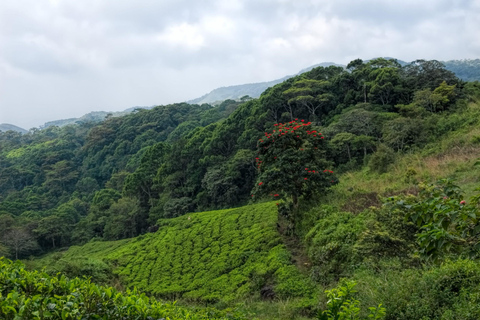 Sri Lanka: 12-tägige Abenteuertour durch die Landschaft