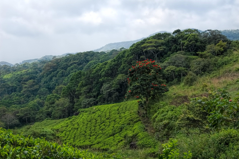 Sri Lanka: 12-dagars naturskön äventyrsresa