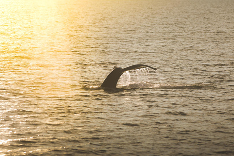 Whale Watching from Akureyri - Small Group Tour (Hjalteyri)