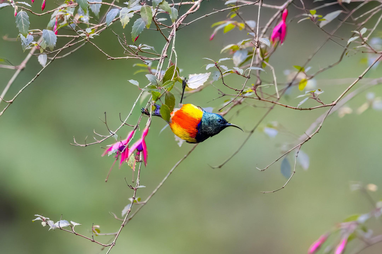 Rwanda: Birdwatching Tours with remarkable landscapes view