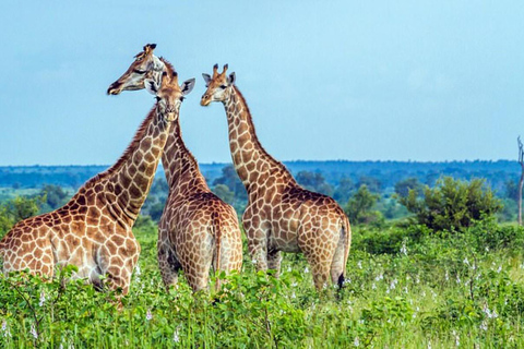 From Durban: Half Day Tala Game Reserve Safari & Curio Shop