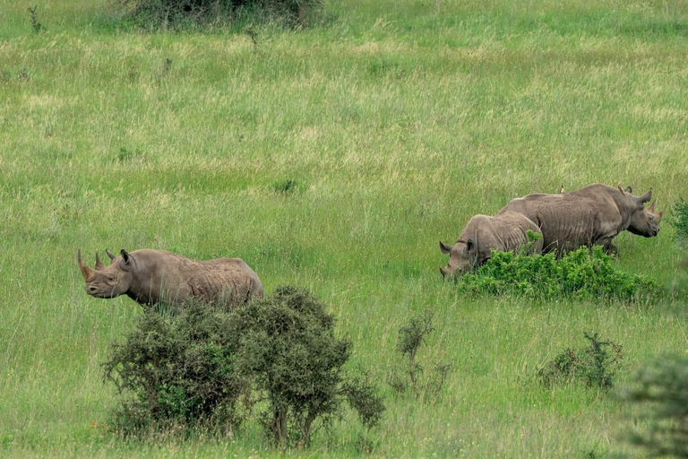 Nairobi: passeio de meio dia no Parque NacionalNairobi: tour privado de meio dia no Parque Nacional