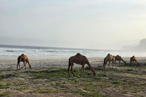 Salalah: Al Fazayah Beach, Shaat Viewpoint & Mugsail Tour