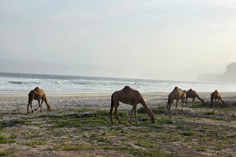 Salalah: Al Fazayah Beach, Shaat Viewpoint & Mugsail Tour