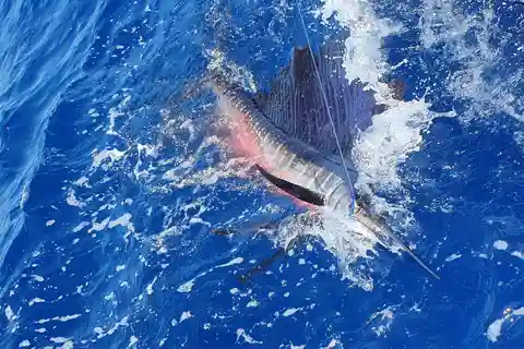 Nassau: Sport-fishing private charter .