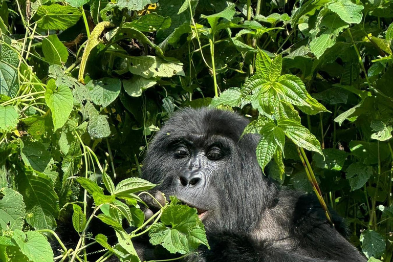 1 giorno di trekking con i gorilla e il centro di ricerca di Karisoke, Volcanoes NP