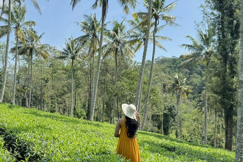 Kochi: Full-Day tour with Temple, Farming & Village Life