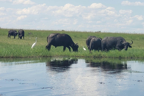 Excursión de un día completo a Chobe