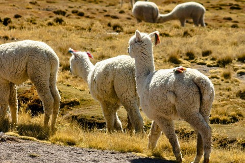 Mountain Escape: Discover Salinas & Aguada Blanca in One Day