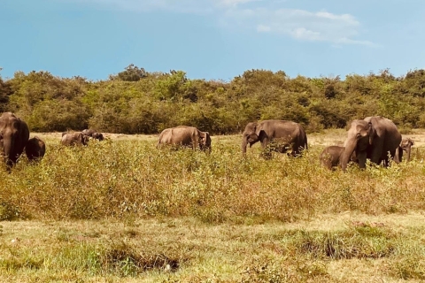 Kolombo: Wycieczka safari jeepem po Parku Narodowym Minneriya i Kaudulla