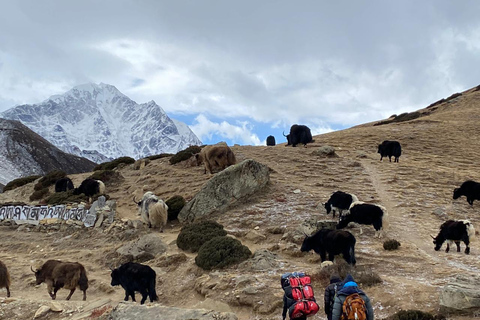 Trek rapide du camp de base de l'Everest - 9 jours