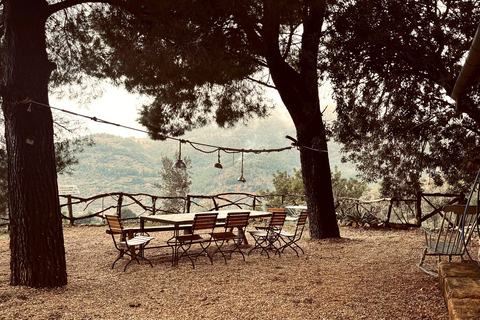 Serra de Tramuntana, Fornalutx: The olive tree: culture, cultivation, tasting.