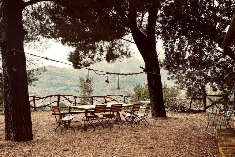 Serra de Tramuntana, Fornalutx: The olive tree: culture, cultivation, tasting.