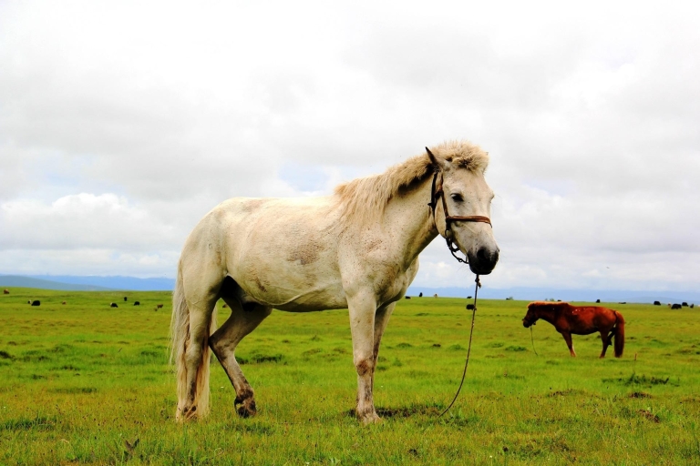 Mongolia: 17 días de senderismo a caballo por el lago KhovsgolMongolia: 10 días de senderismo a caballo por el lago Khovsgol