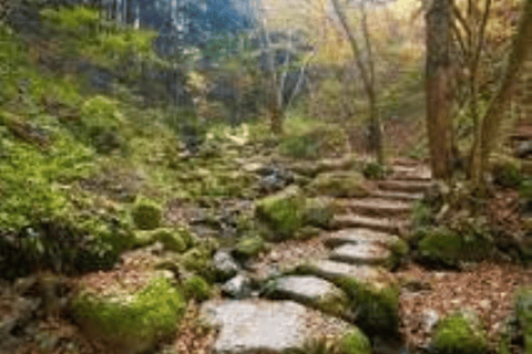 Hidden Tokyo: Nature, Sake & Little Edo Escape