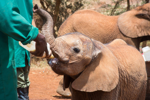 Parc national de Nairobi, visite du centre pour bébés éléphants et girafes
