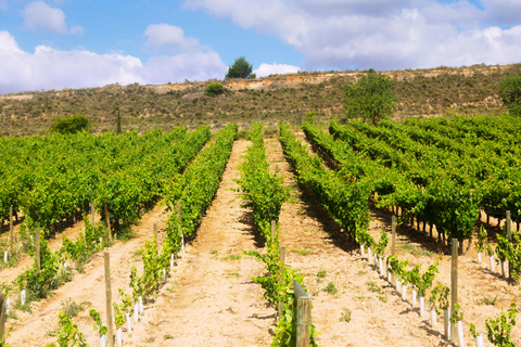 Montpellier: Private Sunset Horse Riding & Wine Tasting