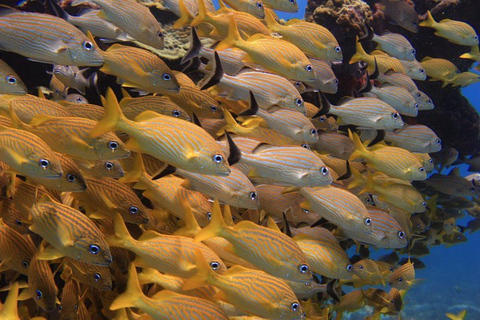 Cancun: Nurkowanie z rurką w Muzeum Podwodnym i na rafie Manchones