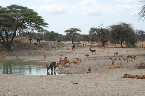 Arusha: Day Trip to Arusha National Park