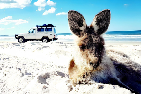 Bribie Island: 4WD, Kayak, and WWII Bunker TourÎle Bribie : 4x4, kayak et visite d&#039;un bunker de la Seconde Guerre mondiale