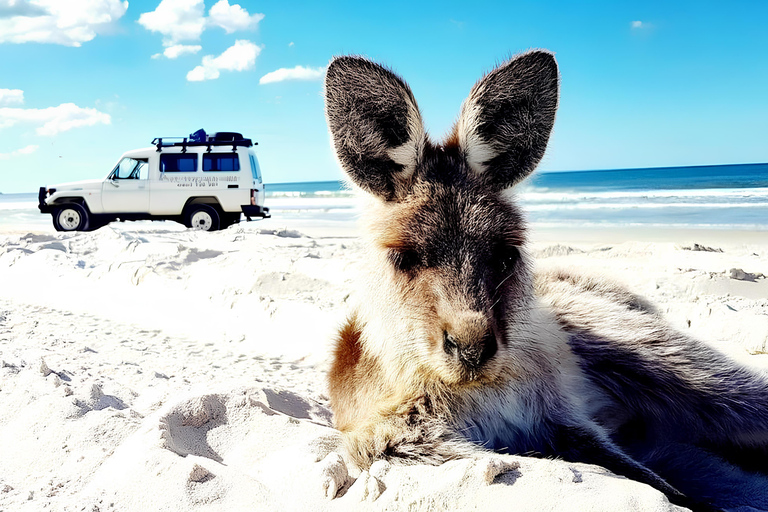 Bribie Island: 4WD, Kayak, and WWII Bunker TourÎle Bribie : 4x4, kayak et visite d&#039;un bunker de la Seconde Guerre mondiale