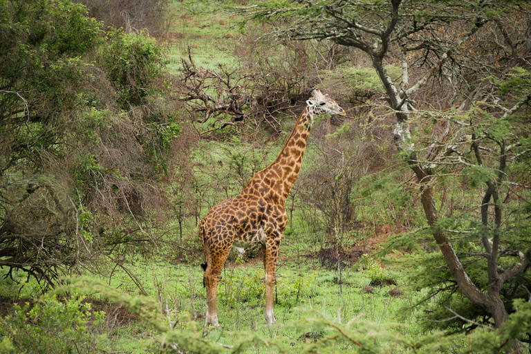 2-Day Akagera National Park Safari with Boat Cruise