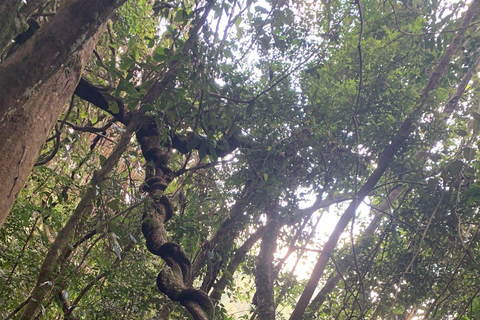 From Bentota: Sinharaja Forest Trekking with Waterfall Bath Pick up from Ahungalla / Bentota