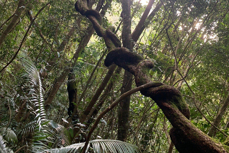 From Bentota: Sinharaja Forest Trekking with Waterfall Bath Pick up from Ahungalla / Bentota