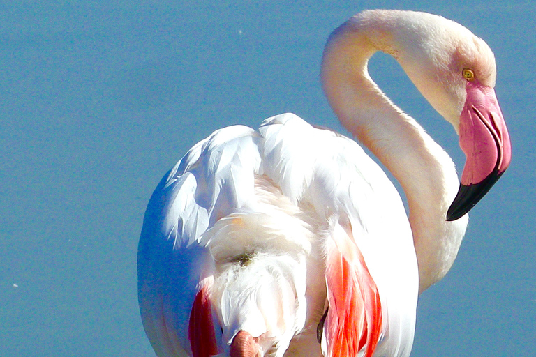 Arles i regionalny park przyrody Camargue