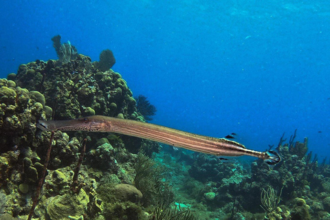 La Romana: Catalina Island Snorkeling Day Trip with Lunch
