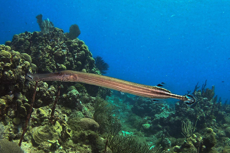 La Romana: Catalina Island Snorkeling Day Trip with Lunch