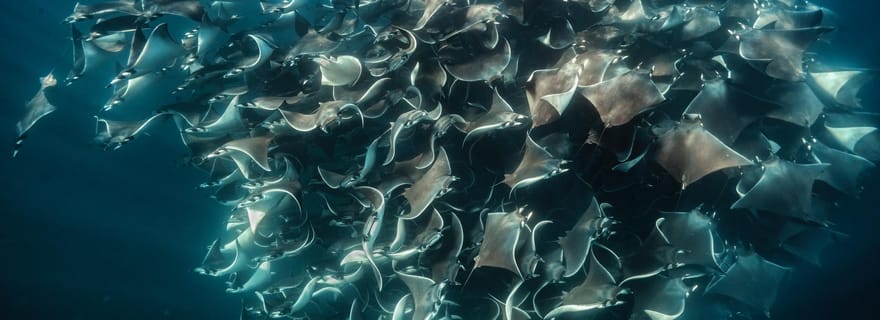 La Paz ou La Ventana : safari océanique