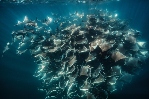 Ocean Safari: Sea Lions, Dolphins, Mobulas, Orcas and Whales La Paz Ocean Safari: Sea Lions, Mobula Rays, Dolphins, Orcas