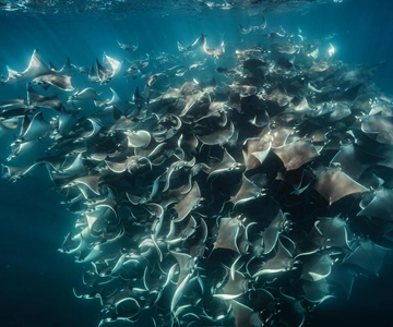 La Ventana: Safari Oceánico con Observación de Orcas y Ballenas
